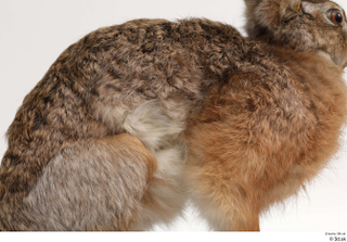 Hare  1 whole body 0005.jpg